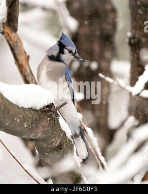 Blue Jay appollaiato su un ramo nella stagione invernale con la neve in caduta e uno sfondo sfocato nel suo ambiente con le piume blu e bianco. Immagine Foto Stock