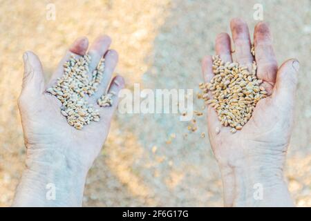 mani di una donna anziana che tiene il grano Foto Stock