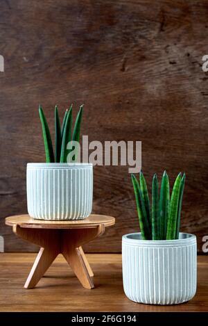 Decorazione interna e concetto di cura delle piante domestiche. Sansevieria cylindrica o serpente in vasi di fiori in ceramica su rustico sfondo di legno Foto Stock