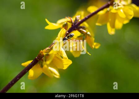 WASP su un fiore giallo del cespuglio di forsizia su sfondo verde. Umore di primavera. Primo piano. Foto Stock