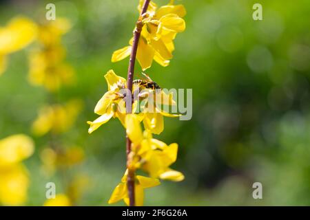 WASP su un fiore giallo di un cespuglio di forsizia. Umore primaverile, aromi da giardino. Foto Stock