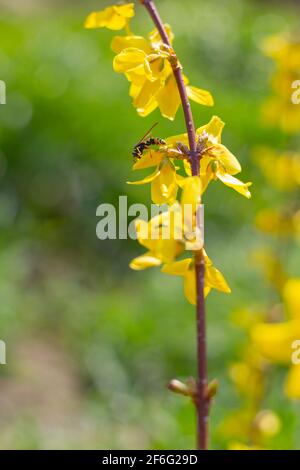 WASP su un fiore giallo del cespuglio di forsizia su sfondo verde. Umore di primavera. Foto Stock