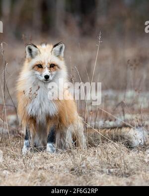 Vista del profilo in primo piano della volpe rossa unica, sedendosi e guardandosi nella stagione primaverile nel suo ambiente e habitat con sfondo sfocato. Immagine FOX Foto Stock