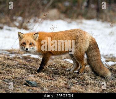 Vista del profilo di Red Fox in primo piano nella stagione invernale con sfondo sfocato e godendo del suo ambiente e habitat. Immagine FOX. Foto Stock