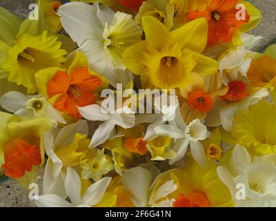 Immagine floreale che guarda verso il basso su una massa di diverse varietà di narcisi / narcisi / jonquils, con le loro trombe rivolte verso l'alto. Foto Stock