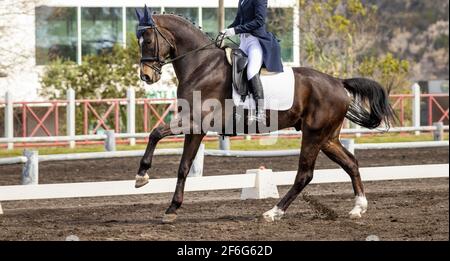 Concorso di dressage, equitazione in arena all'aperto, spettacolo. Foto Stock