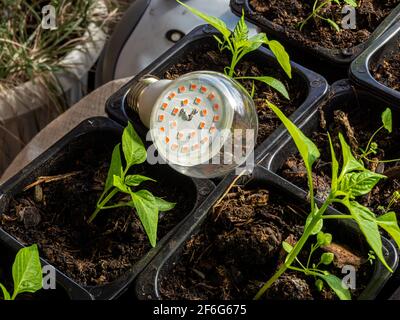 Lampada a LED per l'illuminazione artificiale di piante da interno in breve le condizioni di luce del giorno si trovano su pentole con piantine di piante da sera Foto Stock