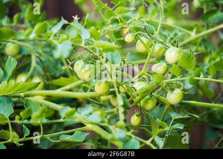 Pomodori ciliegini, 'Husky Cherry Red' sulla vite prima della maturazione a metà luglio. Kansas, Stati Uniti. Foto Stock