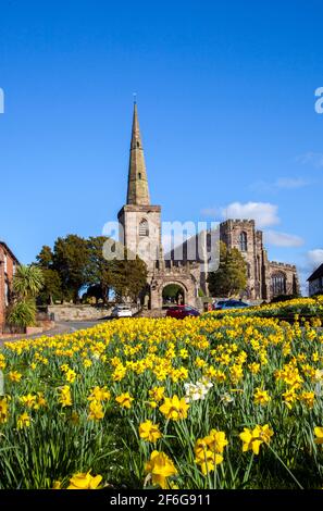 Chiesa di Santa Maria ad Astbury vicino Congleton Cheshire Inghilterra con il verde del villaggio e daffodil in fiore in primavera con il cielo blu Foto Stock