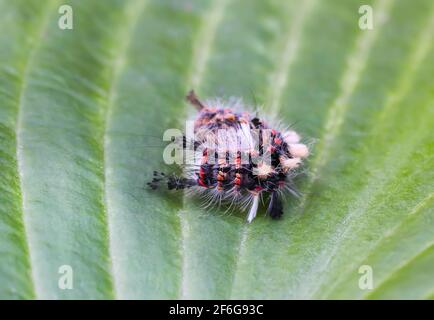 il caterpillar Orgyia Antiqua, la falesia arrugginita o il vaporer su una foglia verde Foto Stock