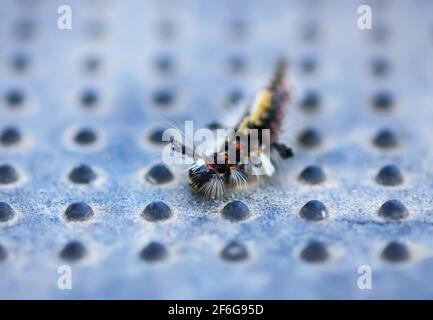 Il caterpillar Orgyia Antiqua, la falce o il vaporer arrugginiti sulla superficie in gomma da vicino Foto Stock