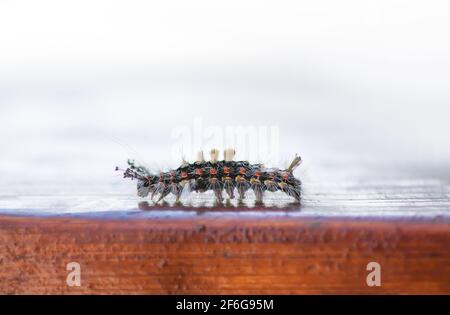 Il caterpillar Orgyia Antiqua, la falce o il vaper arrugginiti su una superficie di legno da vicino Foto Stock