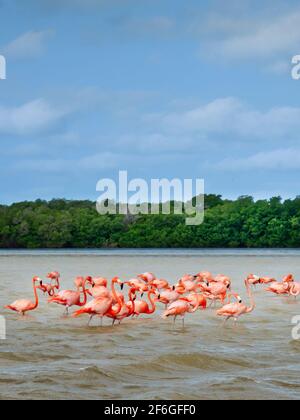 Fenicotteri a Celestun, Yukatan, Messico Foto Stock