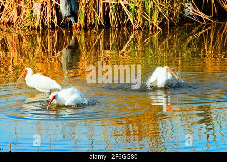 Tre uccelli bianchi Ibis bagno nelle acque del World Birding and Nature Center a South Padre Island, Texas, Stati Uniti. Foto Stock