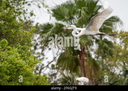 Elegante e grande garza che sorvola un uccello vagante sull'isola di Anastasia a St. Augustine, Florida. (STATI UNITI) Foto Stock