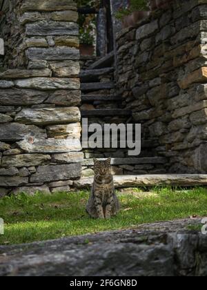 Gatto domestico seduto in erba verde a vecchio tradizionale storico Scisti edifici in pietra case nel pittoresco e affascinante villaggio di Sonogno Verzasca va Foto Stock