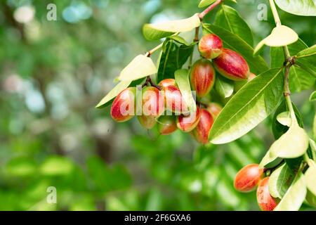 Carunda, Karonda o Carissa carandas Linn tree, medicina erboristica della frutta. Foto Stock