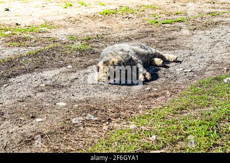 Il gatto giace a terra sotto il sole. Il gatto sta poggiando a terra. Un gatto bello si trova sull'erba in estate. Foto Stock