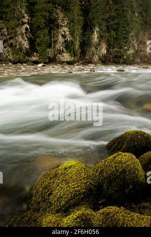 Sauk River, massi e alberi ricoperti di licheni, Darrington, Snohomish County, Washington, USA Foto Stock