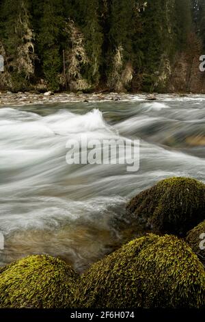 Sauk River, massi e alberi ricoperti di licheni, Darrington, Snohomish County, Washington, USA Foto Stock