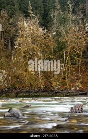 Sauk River, massi e alberi ricoperti di licheni, Darrington, Snohomish County, Washington, USA Foto Stock
