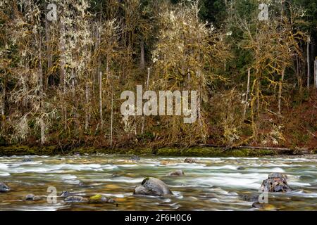 Sauk River, massi e alberi ricoperti di licheni, Darrington, Snohomish County, Washington, USA Foto Stock