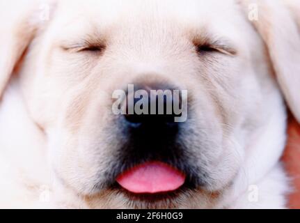 Primo piano del cucciolo di Labrador Retriever addormentato Foto Stock