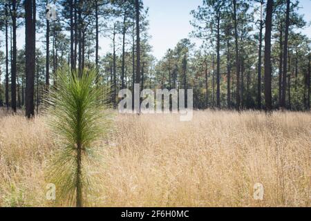 Stati Uniti, Carolina del Nord, Hampstead, Holly Shelter Game Lands, Longleaf Pine piantina che cresce nella foresta Foto Stock