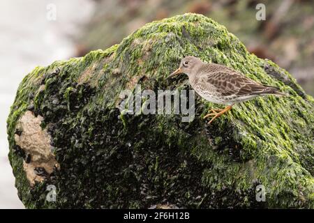 Porpora Sandpiper (Calidris maritima) foraggio tra cozze marine su rocce coperte di alghe, Long Island, New York Foto Stock