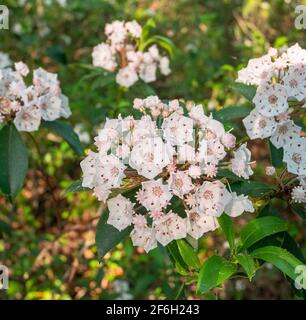 Alloro di montagna (Kalmia latifolia) fioritura Foto Stock