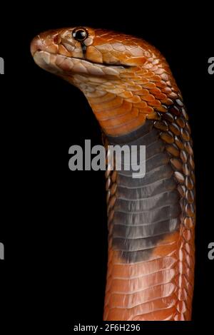 La Cobra rossa (Naja pallida) è una specie di serpente altamente venosa. Capace di sputare il suo veleno per diversi metri. Trovato in Africa orientale. Foto Stock