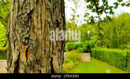 Estate primavera verde giardino parco paesaggio natura albero e corteccia in primo piano siepi prato alberi cespugli nel sfondo silenzio pace Foto Stock