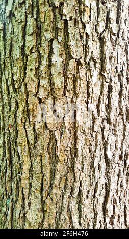 Albero corteccia ruvida vecchio cracked sfondo mascherina marrone struttura verde grano natura foresta naturale alberi legno sostenibile design ambiente di legno Foto Stock