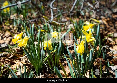 Gruppo di narcisi selvatiche a Prés-d-Orvin. Foto Stock