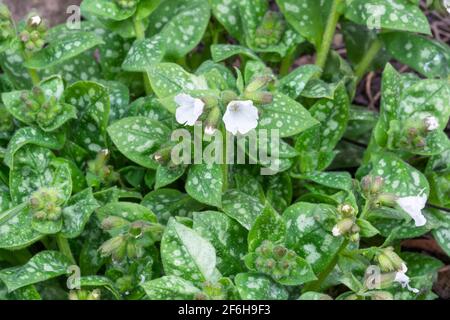 Pulmonaria officinalis 'Sissinghurst bianco" Foto Stock