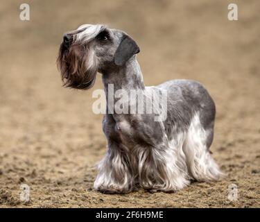 Cesky Terrier Foto Stock