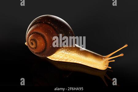 illustrazione 3d Borgogna o lumaca commestibile (Helix pomatia) è comune grande lumaca di terra europea. Helix pomatia - lumaca commestibile Foto Stock