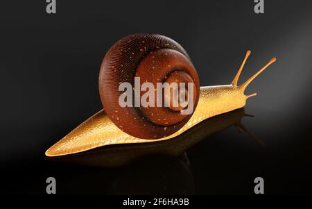 illustrazione 3d Borgogna o lumaca commestibile (Helix pomatia) è comune grande lumaca di terra europea. Helix pomatia - lumaca commestibile Foto Stock