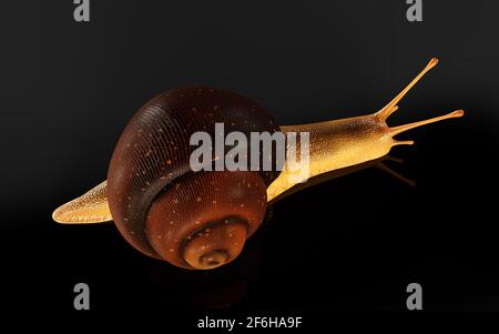 illustrazione 3d Borgogna o lumaca commestibile (Helix pomatia) è comune grande lumaca di terra europea. Helix pomatia - lumaca commestibile Foto Stock