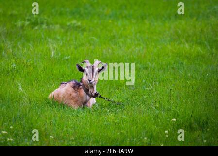 Una capra maschio giace sull'erba in un campo. Foto Stock