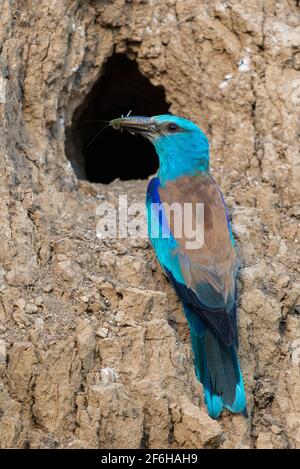 Rullo europeo o Coracias garrulus in habitat naturale. Foto Stock