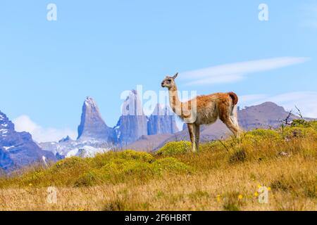 Guanaco (lama guanicoe) che sorge su una collina presso le torri Torres del Paine, il Parco Nazionale Torres del Paine, ultima Esperanza, Patagonia, Cile meridionale Foto Stock