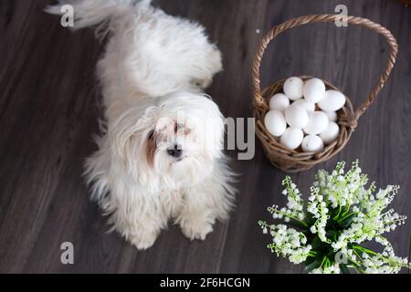 Piccolo cucciolo maltese, sdraiato sul pavimento in studio con decorazione pasquale Foto Stock