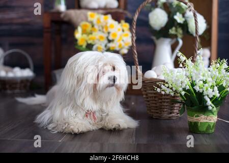 Piccolo cucciolo maltese, sdraiato sul pavimento in studio con decorazione pasquale Foto Stock