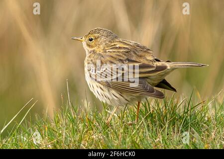 Allodola Foto Stock