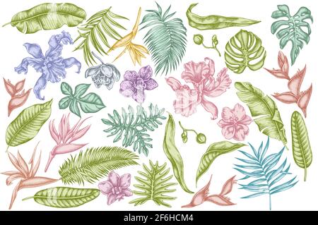 Serie vettoriale di monstera pastello disegnata a mano, foglie di banana palma, strelitzia, heliconia, foglie di palma tropicali, orchidea Illustrazione Vettoriale