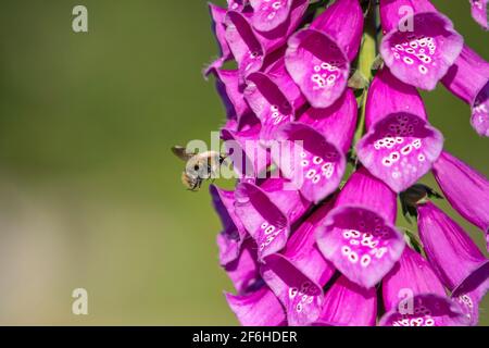Comune carder Bee; Bombus pascuorum; su Foxglove flower; UK Foto Stock