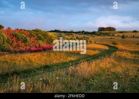 Martin Down; National Nature Reserve; Hampshire; UK Foto Stock