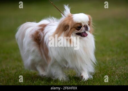 Rosso e bianco giapponese Chin Foto Stock