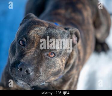 Inverno nella foresta. Cane staffordshire bull terrier giace nella neve e guarda negli occhi. Foto Stock